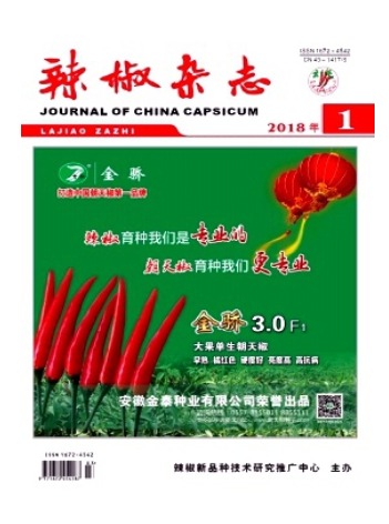 辣椒
